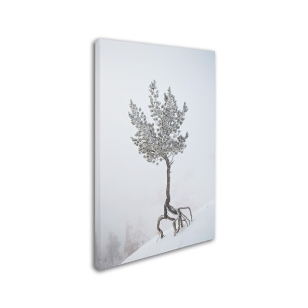 Robert Harding Picture Library 'Roots' Canvas Art,30x47